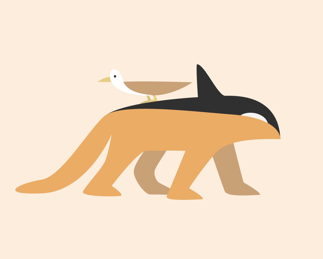 Cougorca and Seagulls